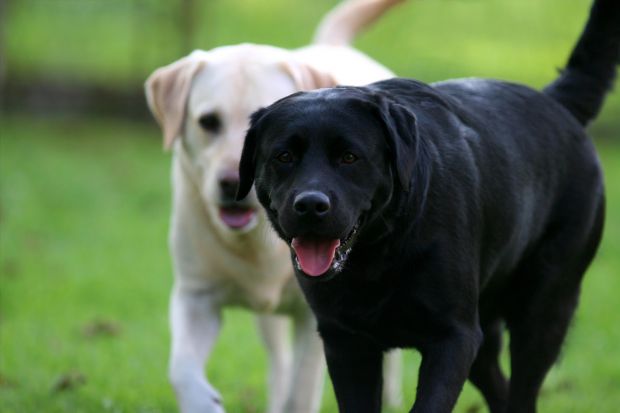 0523_labrador.jpg (24.11 Kb)