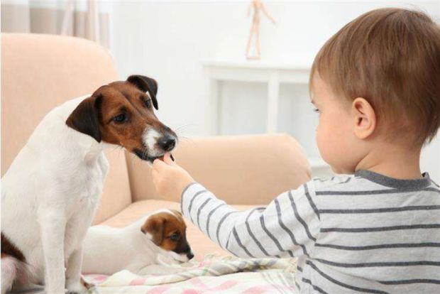 Імунна система у дитини може бути дуже чутлива до компонентів, що входять до складу виділень собаки, у результаті чого з’являються алергічні реакції. 