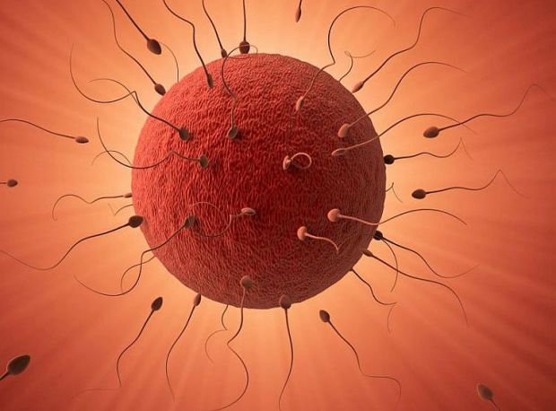 Медики з Медичної Школи Уорвіка та Фонду суспільної охорони здоров'я встановили, що ендометрій матки здатний аналізувати ембріон.