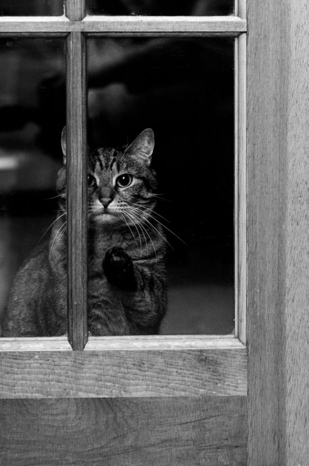 2264_7238210-r3l8t8d-650-cat-waiting-window-62.jpg (85.94 Kb)