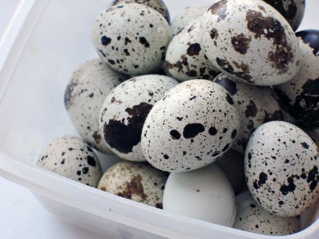 Перепелині яйця в останні роки здобули велику популярність як цінне джерело харчових речовин. Вони відрізняються від курячих яєць не лише своїм невели