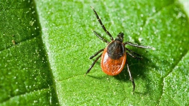 Наближається найпопулярніший сезон кліщів, і ці моторошні маленькі павукоподібні переносять усілякі хвороби, включно з рідкісною - бабезіоз - захворюв
