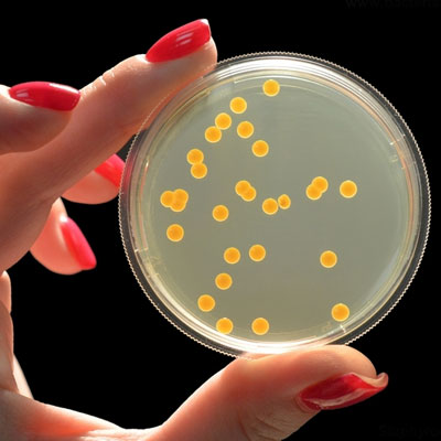 Золотистий стафілокок (Staphylococcus aureus) є бактерією, яка може призвести до серйозних захворювань в організмі людини. Цей бактерій може проживати