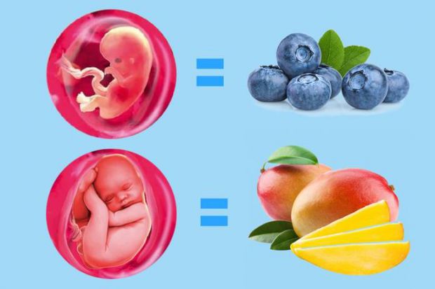 З чим можна порівняти зріст і вагу малюка під час вагітності? Найпростіший і зрозумілий путівник по розмірах дитини в утробі матері.