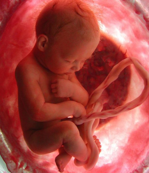Коли клітини діляться і диференціюються, дитина, що розвивається, починається як зигота, формується в бластоцисту, стає ембріоном, а потім перетворюєт