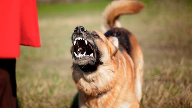 Чим небезпечний укус бродячого собаки? Коли потрібно терміново бігти до травмпункту? Які вакцини необхідно зробити дитині, щоб уникнути зараження смер