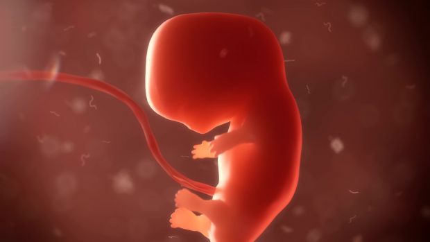 Дослідники з Центру геномної регуляції (CRG) показують, що новоутворені ембріони очищають клітини, які відмирають, щоб збільшити свої шанси на виживан