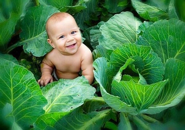 Капуста здавна славиться своїм благотворним впливом на організм людей (овоч багатий на багато корисних речовин). Люди квасять капусту, а також зберіга