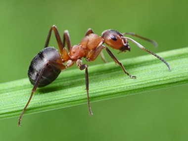 Укуси мурах, хоча і не так поширені, як укуси павуків або комарів, можуть викликати почервоніння, локальний набряк і в рідкісних випадках алергічну ре