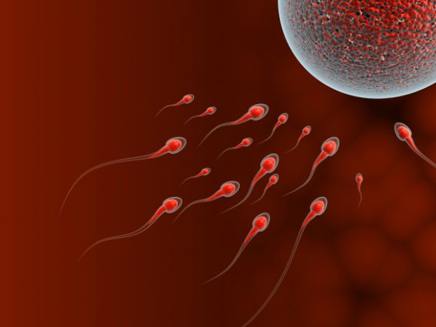 За останні 40 років кількість сперматозоїдів у чоловіків скоротилася вдвічі. З низькою кількістю сперматозоїдів та з проблемами їх якості стикається к