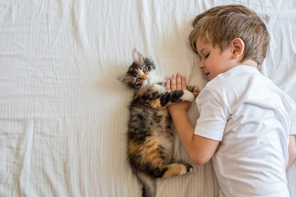 Алергія на тварин може бути справжнім випробуванням для батьків дітей, особливо коли малюк мріє про пушистого друга. За останні роки поширеність алерг