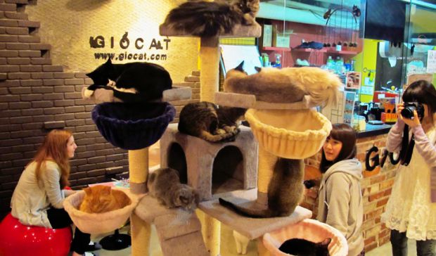 cat-cafe-to-open-in-london-east-end-caffe.jpg