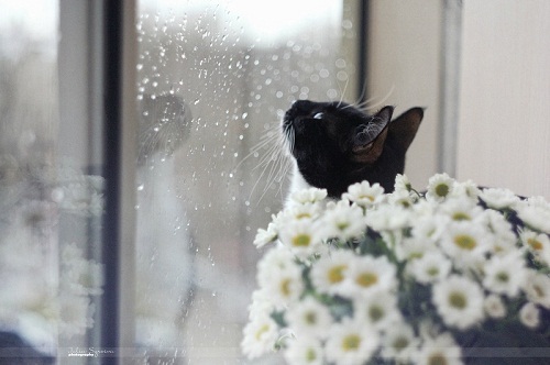 2665_cat-rain-rainy-day.jpg (54.23 Kb)