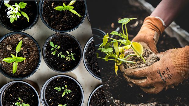 ��������� ������� ��� ����� ���� ������� �� ������� ��������, �� ������������ �������������.